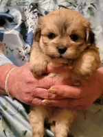 Cody, a male Peekapoo for sale in Grand Saline, TX – Photo 1 of 3