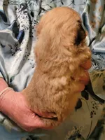 Cody, a male Peekapoo for sale in Grand Saline, TX – Photo 3 of 3