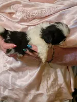 Priceless , a female Shihpoo for sale in Grand Saline, TX – 2 of 2
