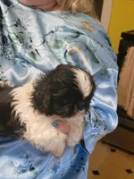 ADAM, a male Pekingese and Shih Tzu for sale in Grand Saline, TX – 9 of 9