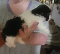 ADAM, a male Shihpoo for sale in Grand Saline, TX – 1 of 2