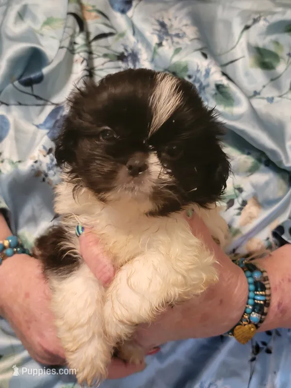 Bo – Pekingese, Shih Tzu puppy for sale in Grand Saline, TX