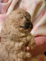 Delta, a female Peekapoo for sale in Grand Saline, TX – Photo 3 of 3