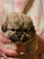 Delta, a female Peekapoo for sale in Grand Saline, TX – Photo 2 of 3