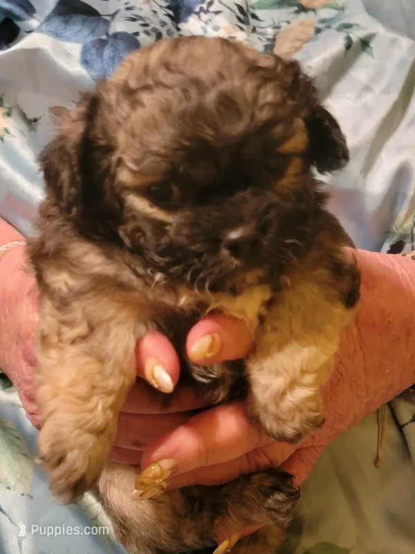 Bo, a male Peekapoo for sale in Grand Saline, TX – Photo 1 of 3