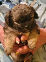 Bo, a male Peekapoo for sale in Grand Saline, TX – Photo 1 of 3