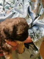 Bo, a male Peekapoo for sale in Grand Saline, TX – Photo 2 of 3