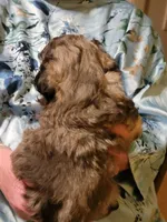 Bo, a male Peekapoo for sale in Grand Saline, TX – Photo 3 of 3