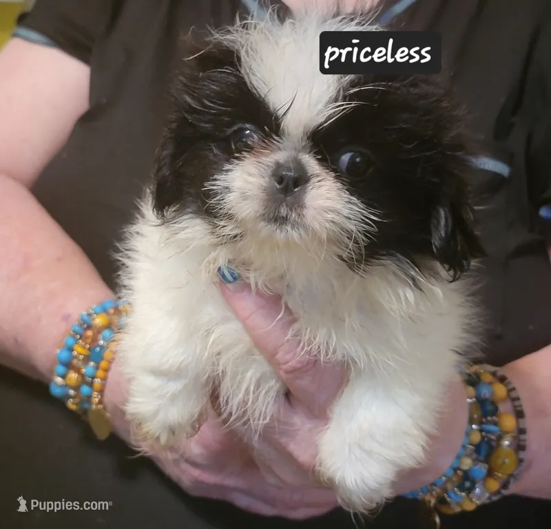 Priceless  – Pekingese, Shih Tzu puppy for sale in Grand Saline, TX
