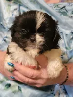 Bo, a male Shihpoo for sale in Grand Saline, TX – 1 of 2