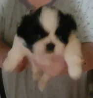 ADAM, a male Shihpoo for sale in Grand Saline, TX – 2 of 2