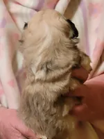 Echo, a female Peekapoo for sale in Grand Saline, TX – Photo 2 of 5