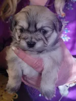 Echo, a female Peekapoo for sale in Grand Saline, TX – Photo 3 of 5