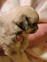 Echo, a female Peekapoo for sale in Grand Saline, TX – Photo 4 of 5