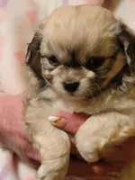 Echo, a female Peekapoo for sale in Grand Saline, TX – Photo 1 of 5