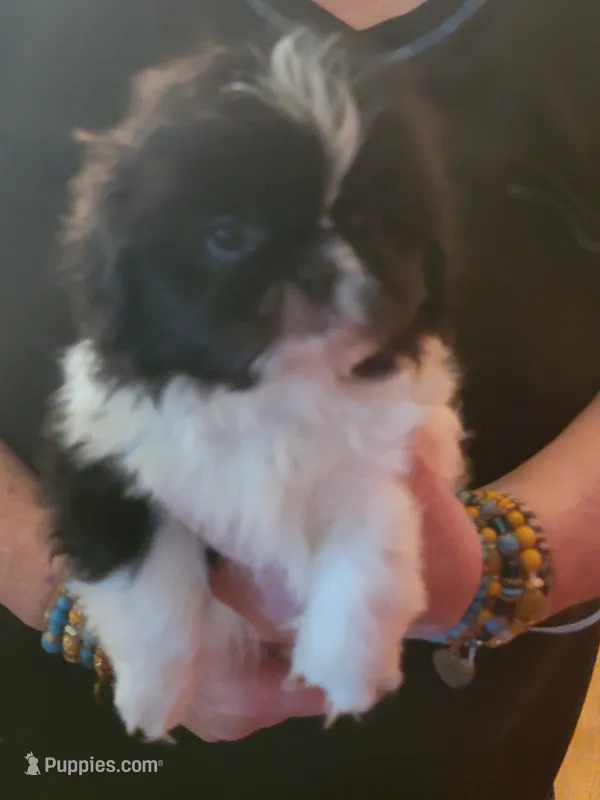 Bo – Pekingese, Shih Tzu puppy for sale in Grand Saline, TX