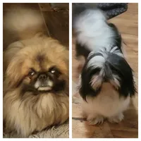 Bo, a male Pekingese and Shih Tzu for sale in Grand Saline, TX – 3 of 3