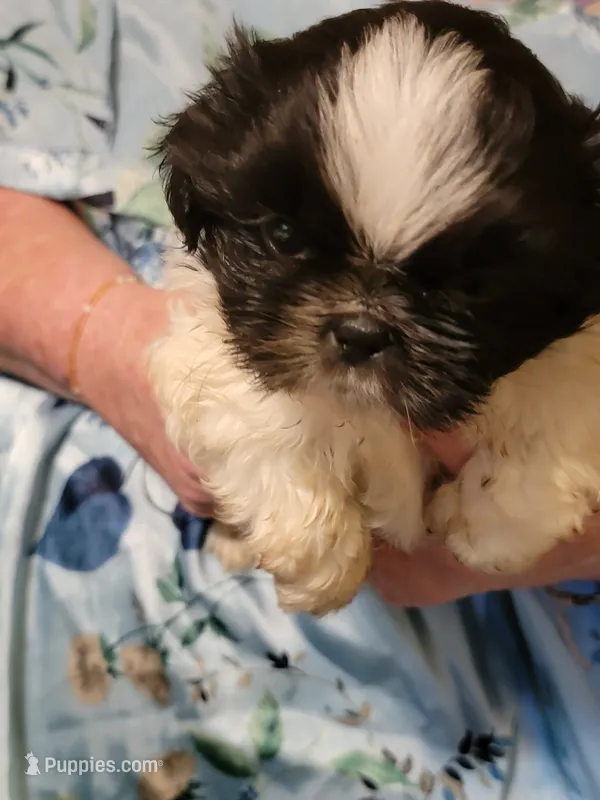 ADAM – Shihpoo puppy for sale in Grand Saline, TX