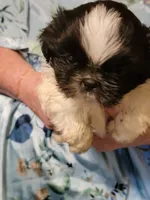 ADAM, a male Pekingese and Shih Tzu for sale in Grand Saline, TX – 1 of 5