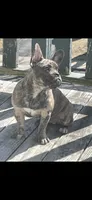 Mocha, a female Frenchton for sale in North Attleboro, MA – 3 of 3