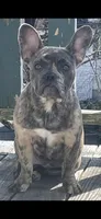 Mocha, a female Frenchton for sale in North Attleboro, MA – 2 of 3