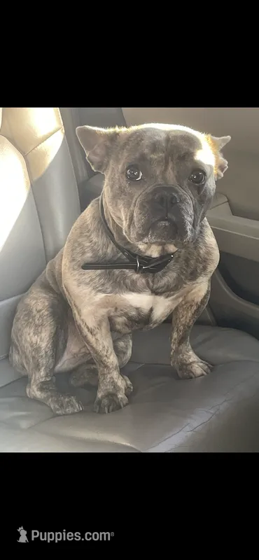 Mocha – Frenchton puppy for sale in North Attleboro, MA