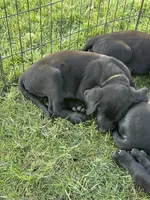 Green, a male Labrador Retriever for sale in Stockton, CA – 2 of 2