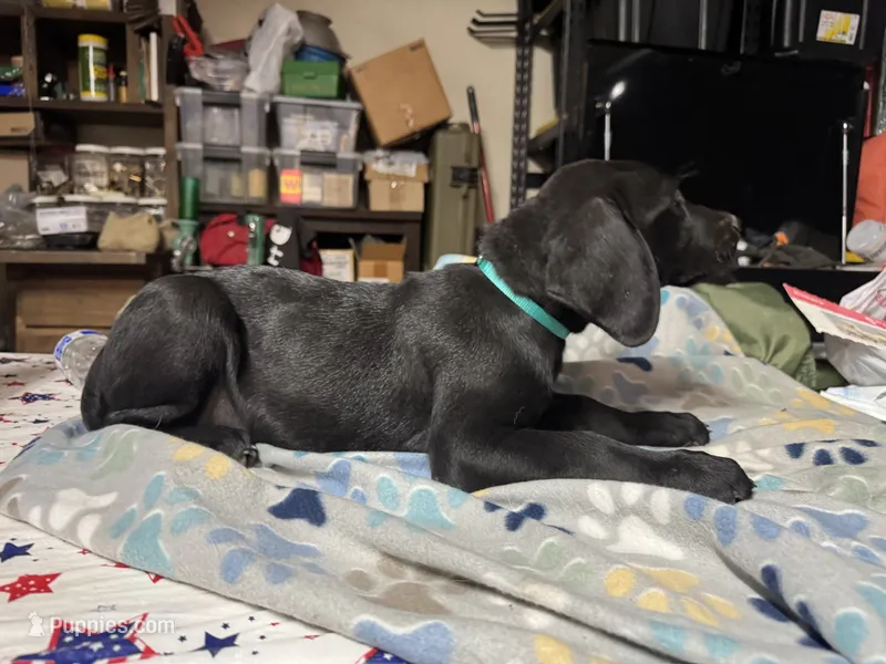Teal  – Labrador Retriever puppy for sale in Stockton, CA