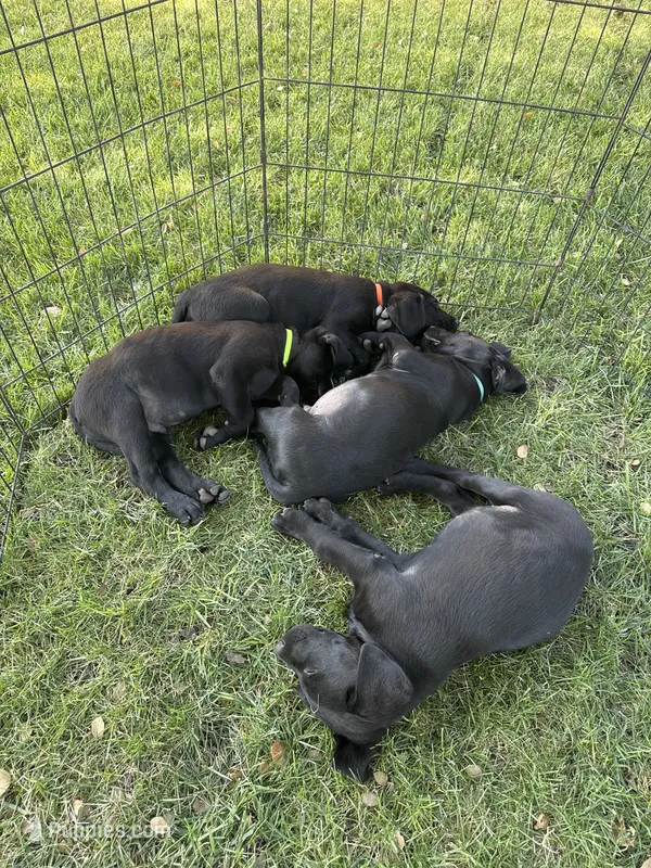 Green – Labrador Retriever puppy for sale in Stockton, CA