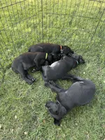 Green, a male Labrador Retriever for sale in Stockton, CA – 1 of 2