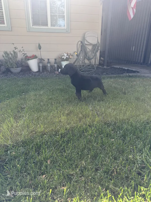 Blacks – Labrador Retriever puppy for sale in Stockton, CA