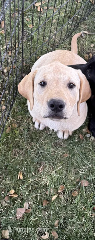 Yellow – Labrador Retriever puppy on hold in Stockton, CA