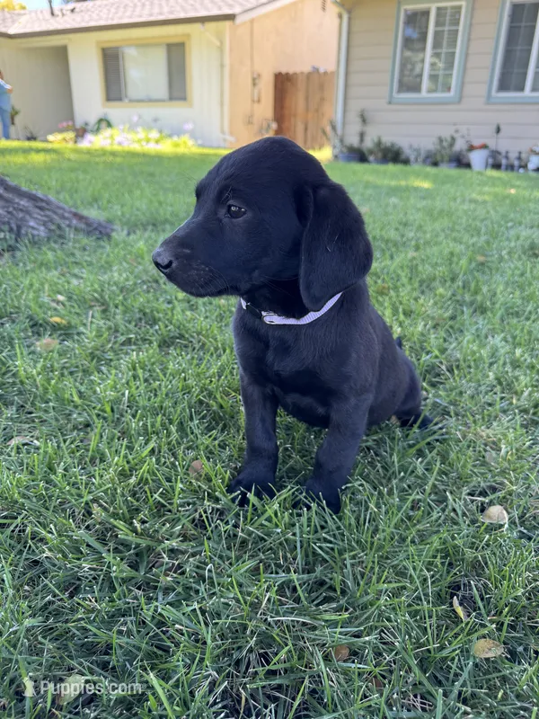 Lav – Labrador Retriever puppy for sale in Stockton, CA