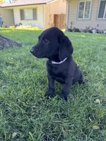 Lav, a female Labrador Retriever for sale in Stockton, CA – 1 of 1