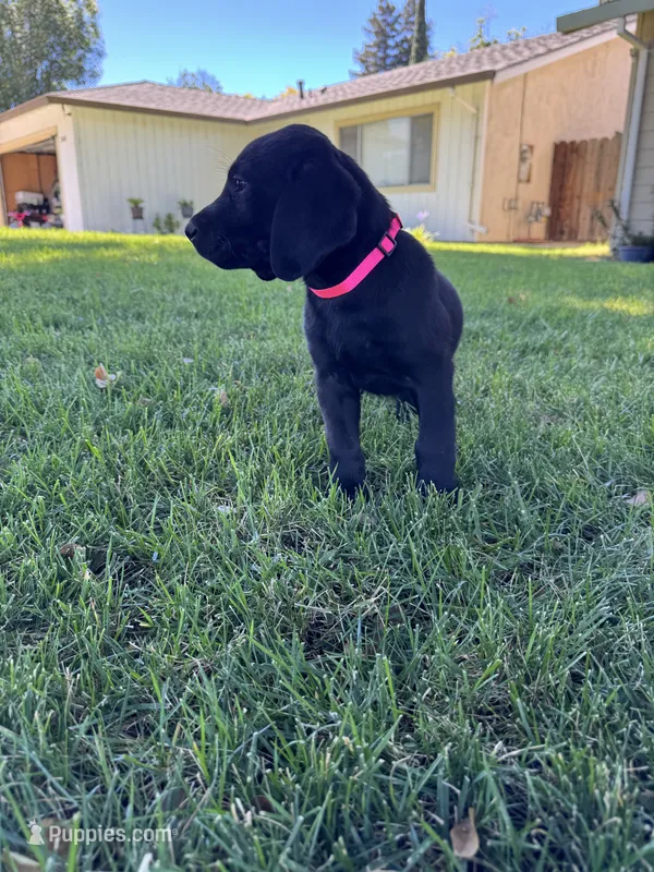 Pink  – Labrador Retriever puppy for sale in Stockton, CA