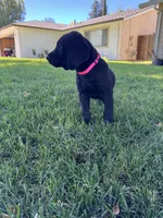 Pink , a female Labrador Retriever for sale in Stockton, CA – 1 of 2