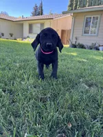 Pink , a female Labrador Retriever for sale in Stockton, CA – 2 of 2