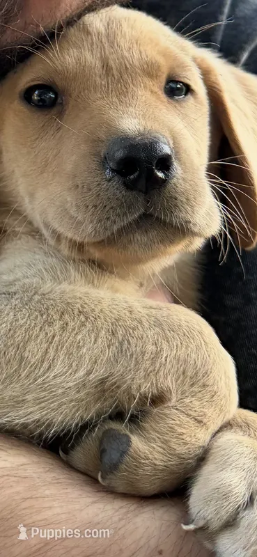 Yellow – Labrador Retriever puppy for sale in Stockton, CA