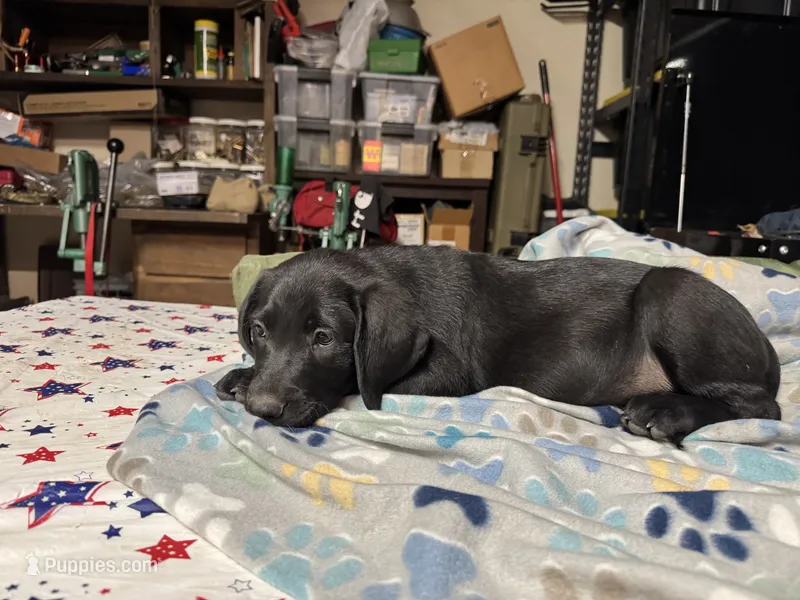 No collar Boy  – Labrador Retriever puppy for sale in Stockton, CA