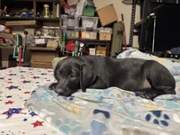No collar Boy , a male Labrador Retriever for sale in Stockton, CA – 1 of 1