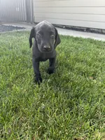 Blacks, a male Labrador Retriever for sale in Stockton, CA – 2 of 2