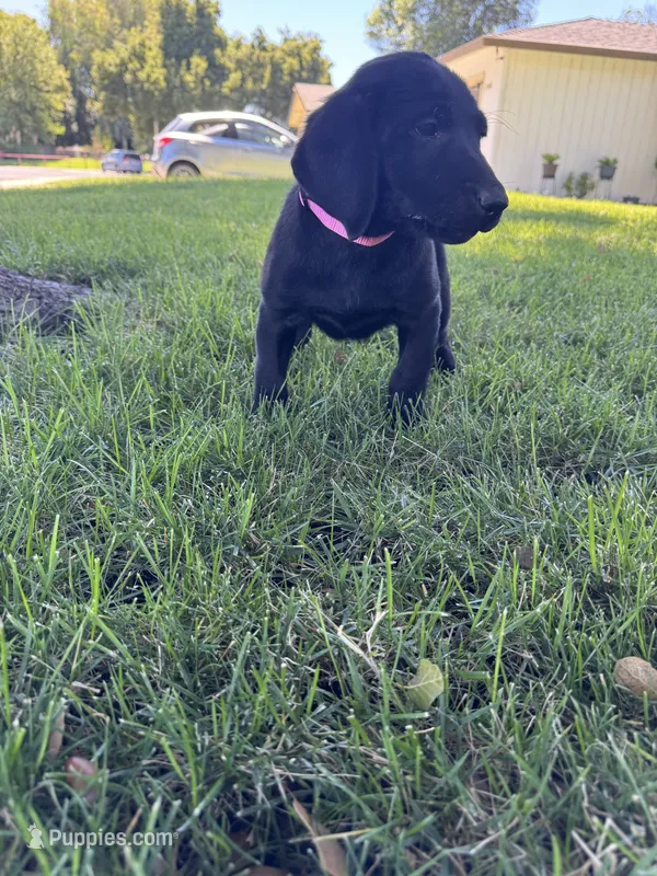 Black Female  – Labrador Retriever puppy for sale in Stockton, CA