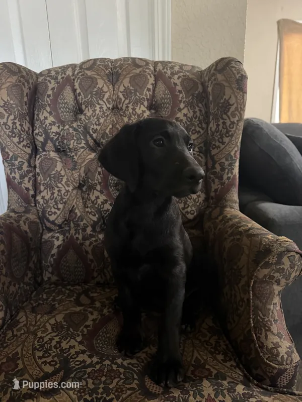 Pink  – Labrador Retriever puppy for sale in Stockton, CA