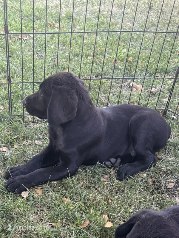 Green – Labrador Retriever puppy for sale in Stockton, CA