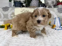 Isaiah , a male Havapoo for sale in Springfield, MO – 7 of 10