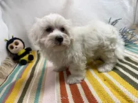Rowen, a male Maltese for sale in Springfield, MO – 8 of 10