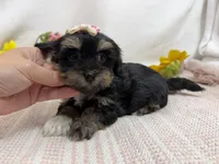 Nichole, a female Havanese for sale in Springfield, MO – 5 of 8