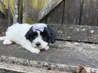Lacey, a female Shichon for sale in Springfield, MO – 7 of 10