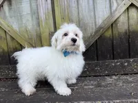 Rowen, a male Maltese for sale in Springfield, MO – 6 of 8