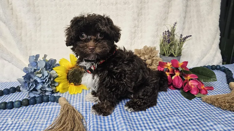 Aspen – Havapoo puppy for sale in Springfield, MO